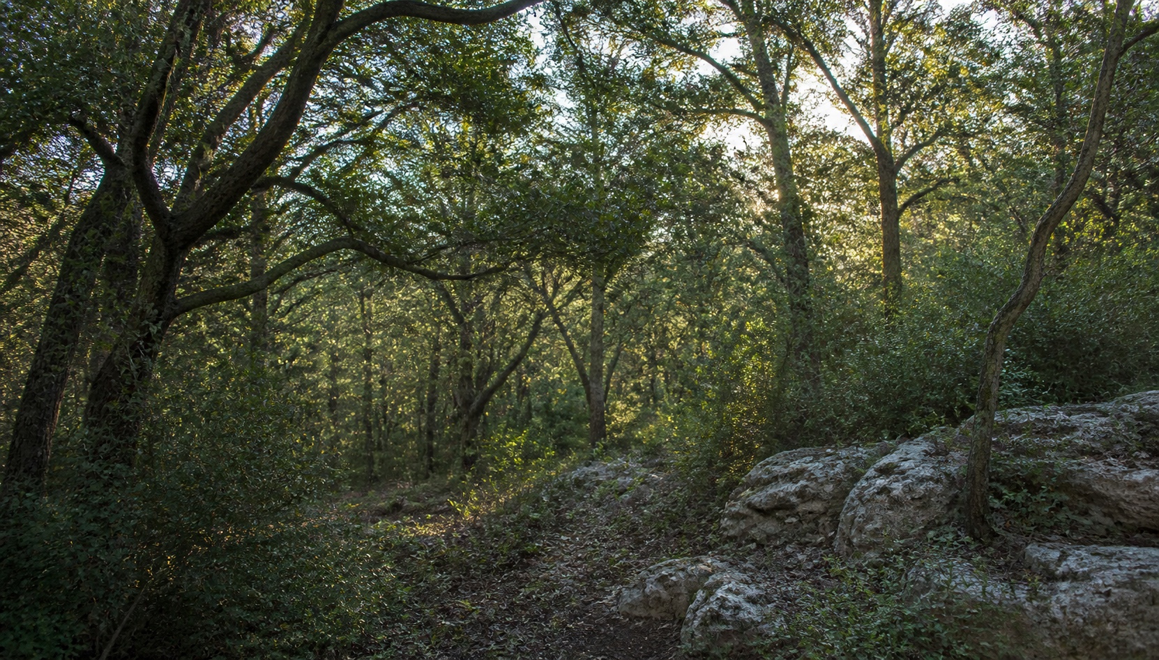 Dense live-oak woodland growing among limestone outcrops in Central Texas