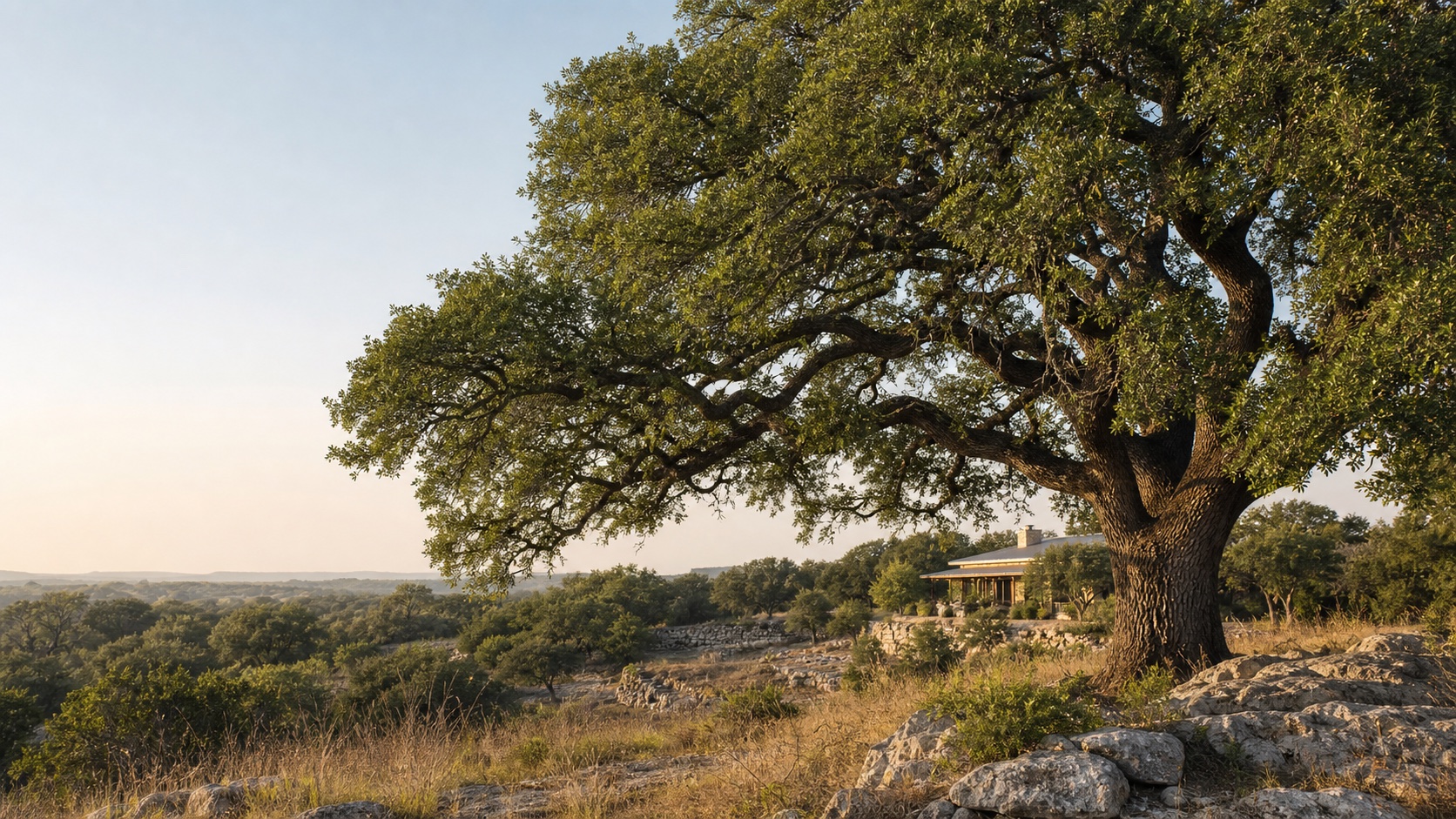 Broad canopy of a mature Central Texas live oak