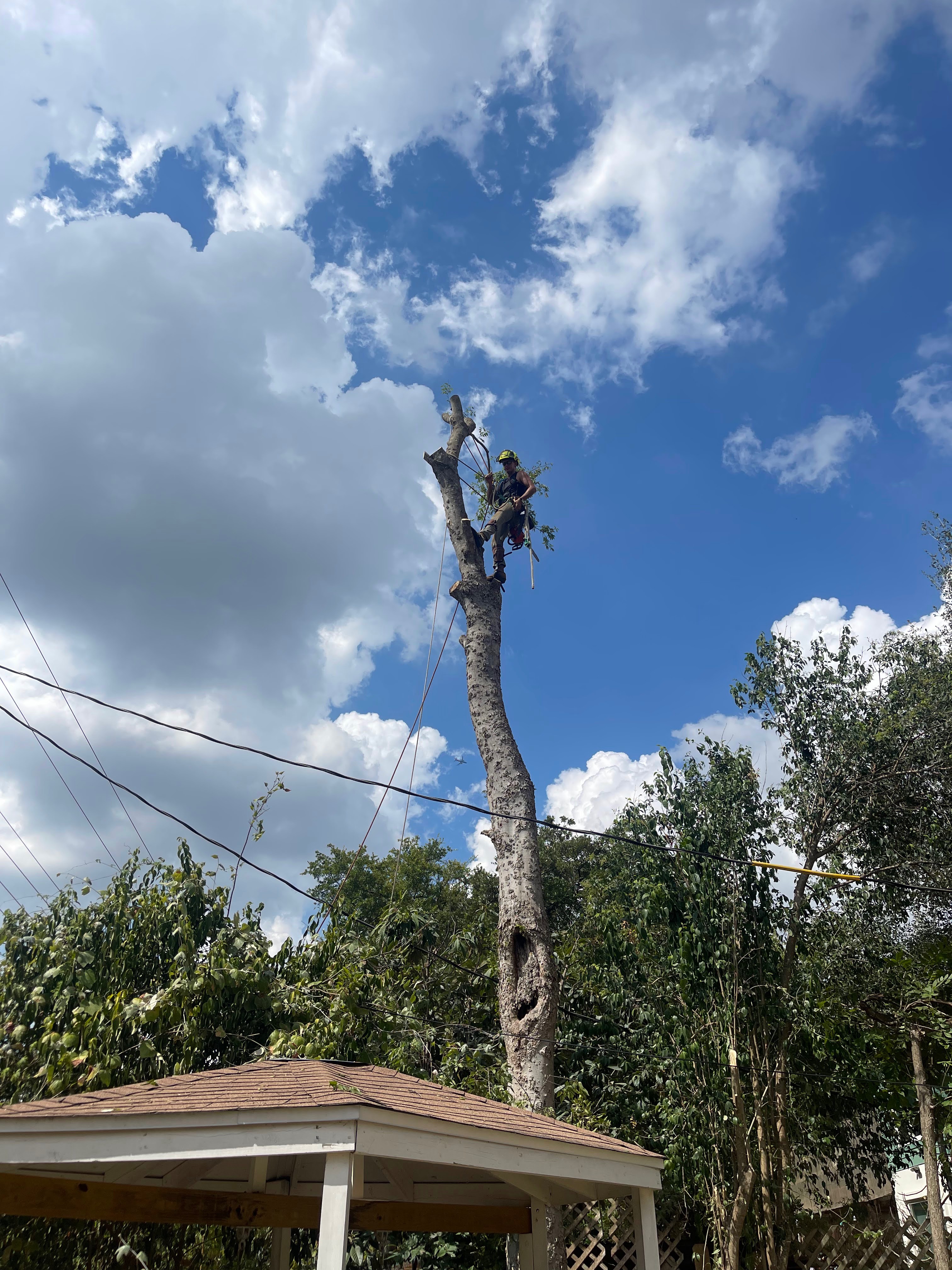 Charlie working high in a Central Texas tree above a roofline