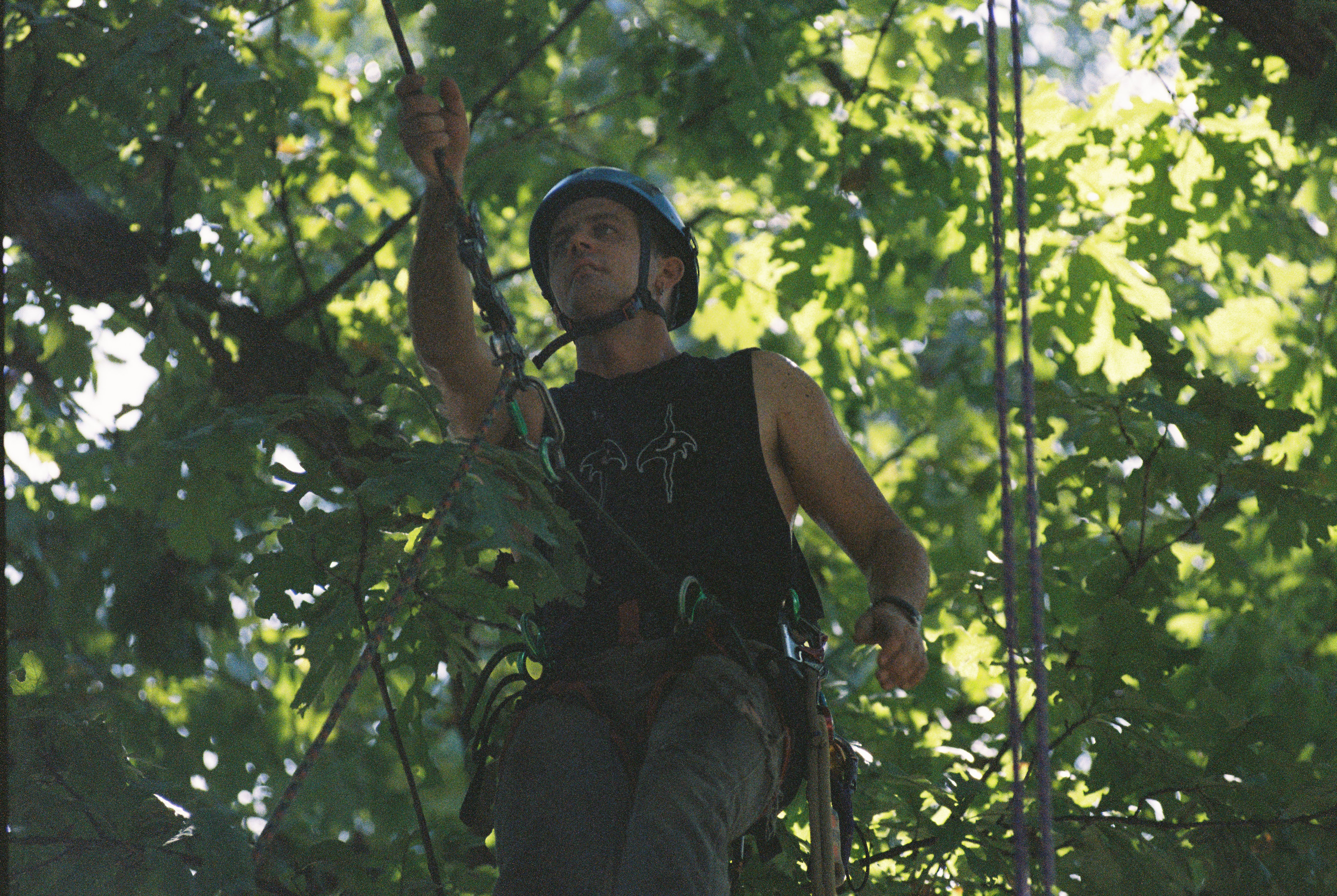 Charlie working aloft beneath a leafy tree canopy